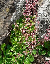 Heuchera rubescens var rydbergiana 2