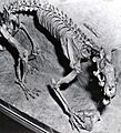 Hoplophoneus