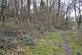 Howe Grove Wood 9