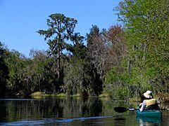 Hurrah Lake - Alafia River State Park