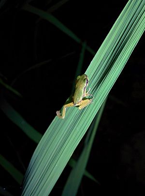 Shensi tree frog Facts for Kids
