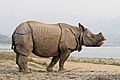 Indian rhinoceros (Rhinoceros unicornis) 4