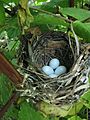 Indigo Bunting nest