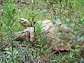 Jackson Zoo Spur Thigh Tortoise