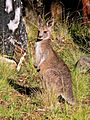 Kangaroo - eastern grey joey444