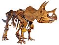 LA-Triceratops mount-2