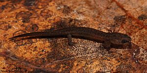 Larval Southern Dusky Salamander