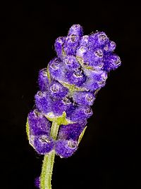 Lavandula angustifolia lavender Lavendel 01