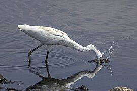 Little egret (Egretta garzetta) feeding Cyprus 2