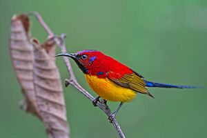 MRS GOULD'S-SUNBIRD