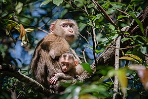 Macaca leonina, Northern pig-tailed macaque - Khao Yai National Park (34463390514)