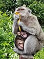 Macaque monkey II