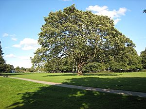 Manston Park tree 26 August 2017