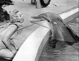 Marineland of Florida porpoise 1963