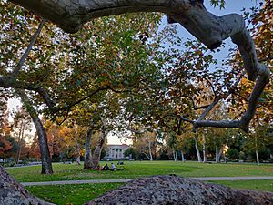 Marston Quad viewed through a California sycamore