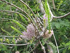 Melaleuca decussata 2