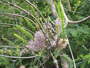Melaleuca decussata 2