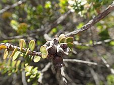 Melaleuca eurystoma fruit