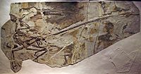 MicroraptorGui-PaleozoologicalMuseumOfChina-May23-08