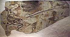 MicroraptorGui-PaleozoologicalMuseumOfChina-May23-08