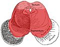 Midbrain-axial-showing-tectum-and-tegmentum