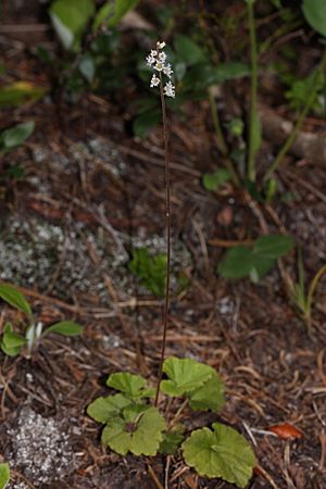 Mitella trifida 4646.JPG