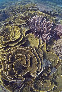 Montipora coral, Arthur Bay, Magnetic Island, January 2016