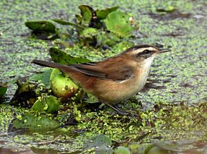 Moustached Warbler Acrocephalus melanopogon by Dr. Raju Kasambe (2).jpg