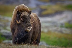 Musk-Ox (Male)
