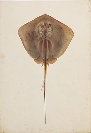 Naturalis Biodiversity Center - RMNH.ART.256 - Hemitrygon akajei (Müller & Henle, 1841) - Kawahara Keiga - Siebold Collection