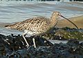 A Eurasian curlew 