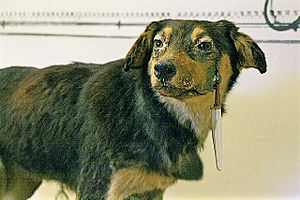 One of Pavlov's dogs