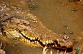 Orinoco Crocodile (Crocodylus intermedius) (35279140461)
