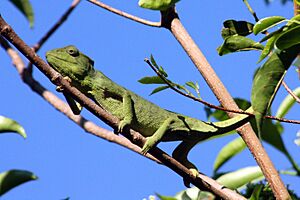 Oustalet's chameleon (Furcifer oustaleti) female.jpg