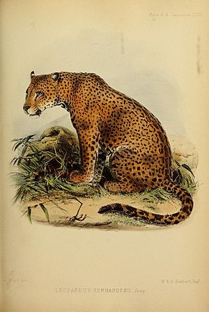 Panthera onca hernandesii