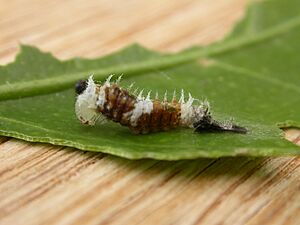 Papilio aegeus early instar1