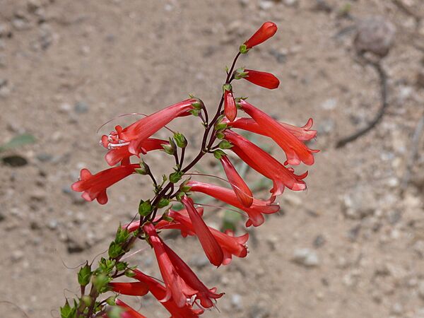 Parry's Penstemon- Penstemon parryi