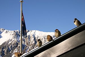 Passer domesticus -Mount Cook, New Zealand