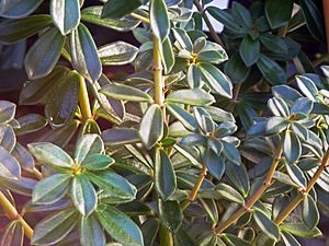 Peperomia camptotricha 2011-01-17.jpg