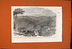 Peruvian Bark Tree Plantations in the Neilgherry Hills, India - ILN 1862