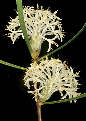 Petrophile heterophylla - Flickr - Kevin Thiele.jpg