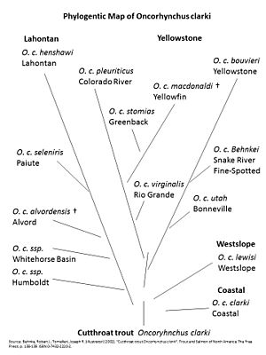 Phylogenetic Map of Oncorhynchus clarki