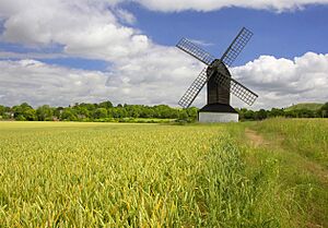 Pitstone Windmill seen across a cornfield with a blue sky