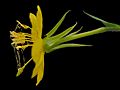 Plant Oenothera biennis evening primrose 11 on black L Plymouth Mass USA D 210714