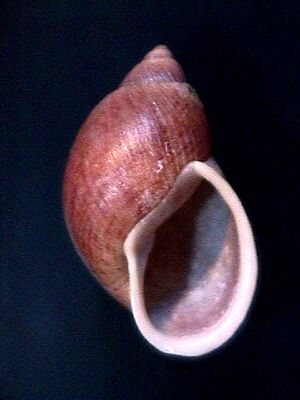 Plekocheilus marmoratus 001