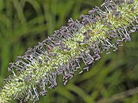 Poaceae. - Phleum pratense
