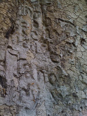 Poemtree sample