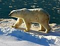 Polar Bear 2004-11-15