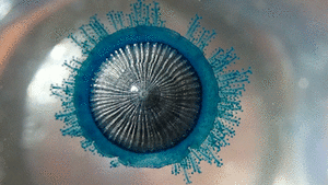 Porpita porpita, Omata, New Zealand imported from iNaturalist photo 206228967