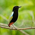 Rainbow Pitta - Lee Point Reserve